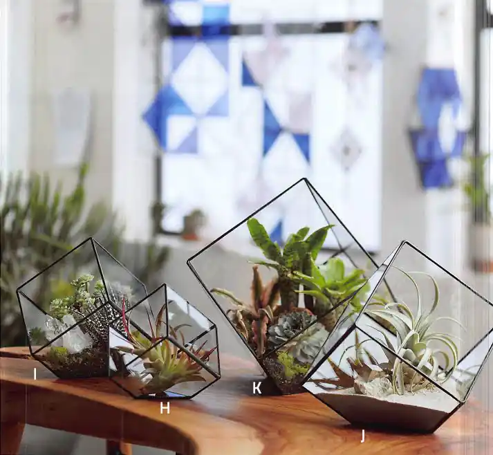 Last Chance Roost Cubist Terrariums