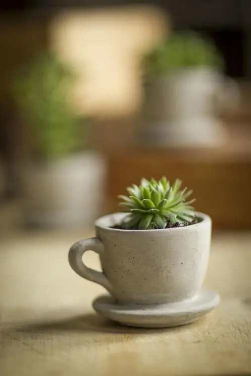 Buy Online Vagabond Vintage Concrete Planter "Tea & Coffee" Cup - Set of 3