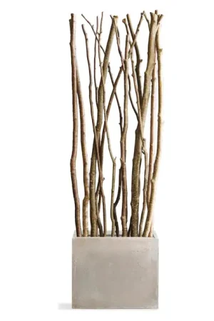 Alder Poles In Urbano Rectangle Planter, Sml By Gold Leaf Design Group Premium