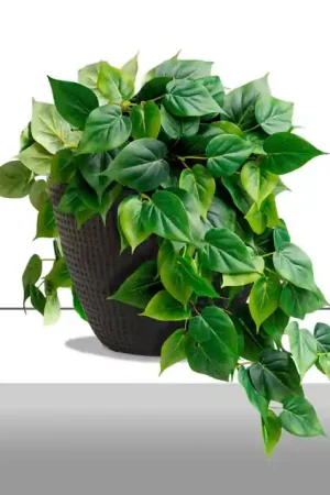 Buy Today Philodendron Green in Nama Planter Large By Gold Leaf Design Group