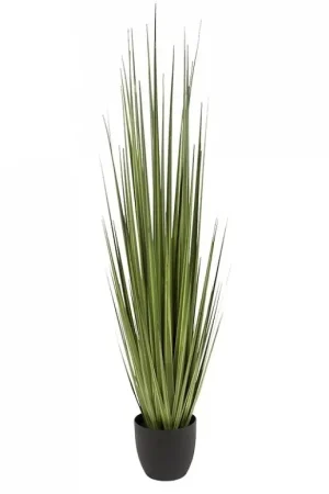 Buy Today Potted Century Grass in Linear Planter, 64"OL by Gold Leaf Design Group - Green, Black