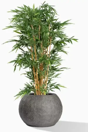Don’t Miss Out Gold Leaf Design Group Planter, Bamboo Tree Piedra - Small - Brown