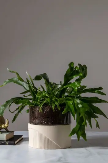 Warranty Included Plinth Glass Terrarium With Ceramic Base By Accent Decor - 2 Sizes - Clear - Ceramic - 50005 - 50006